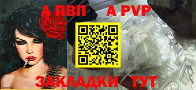 стафф Кингисепп