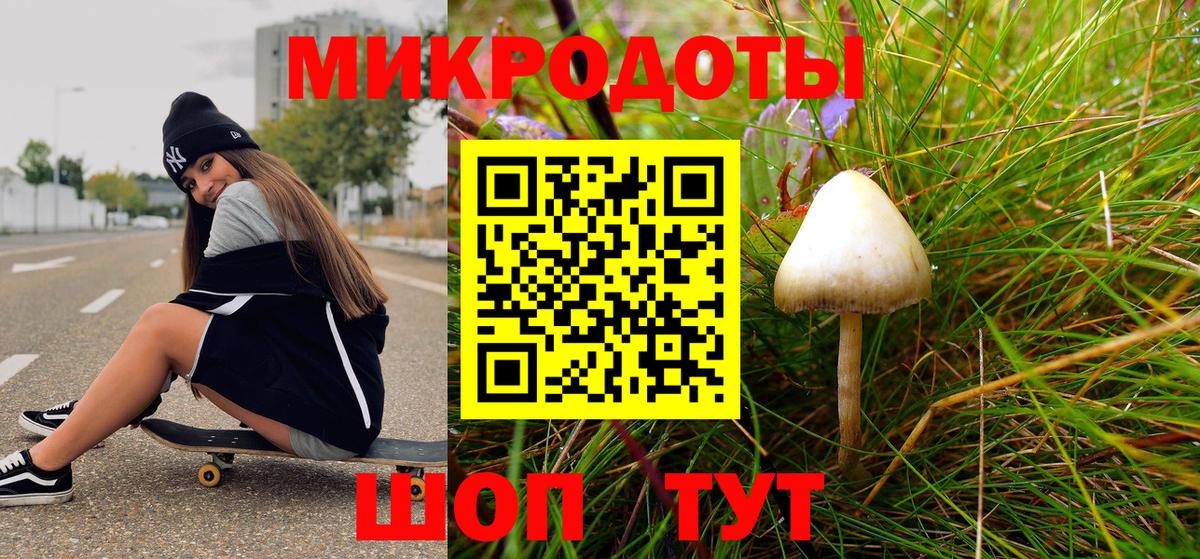 Псилоцибиновые грибы Psilocybe Сегежа